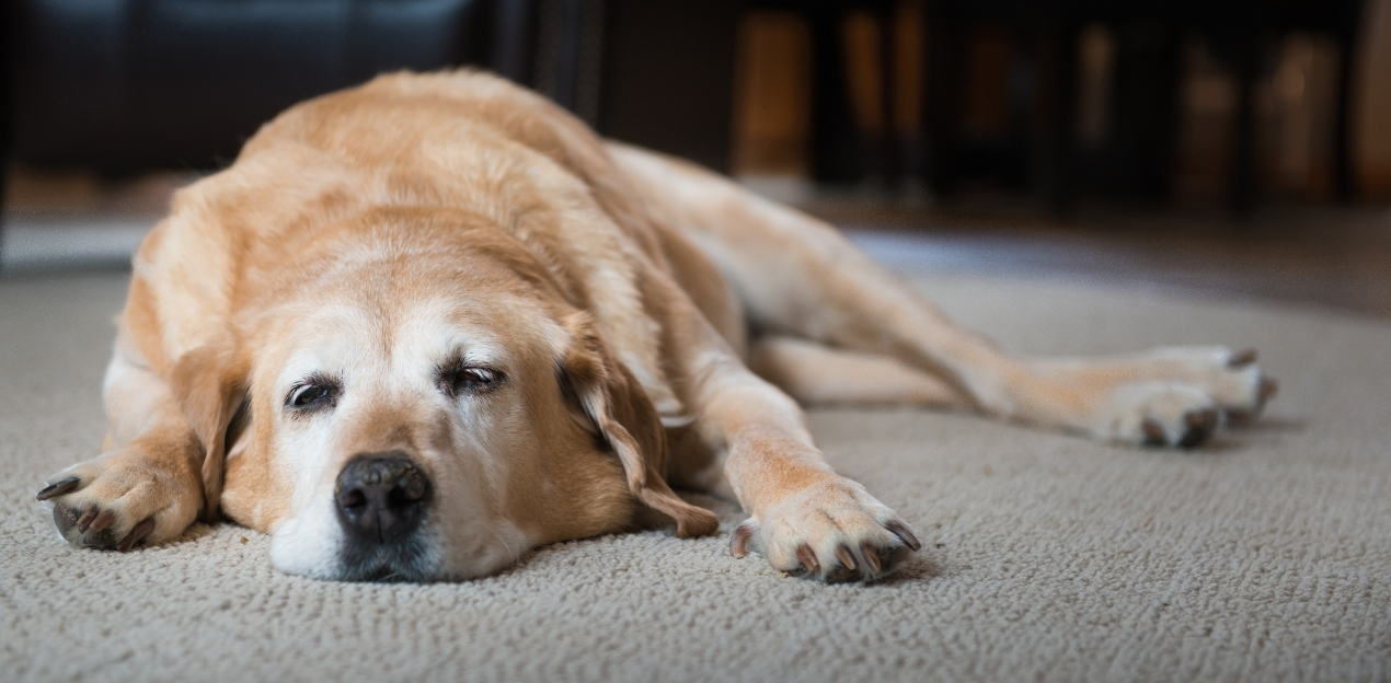 tired dog resting on the floor