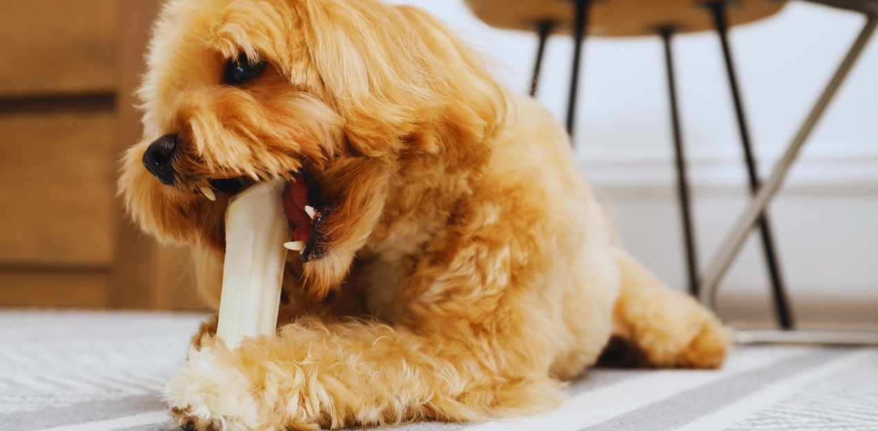 Dog with chew bone
