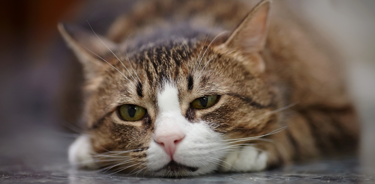 sad cat lying on floor