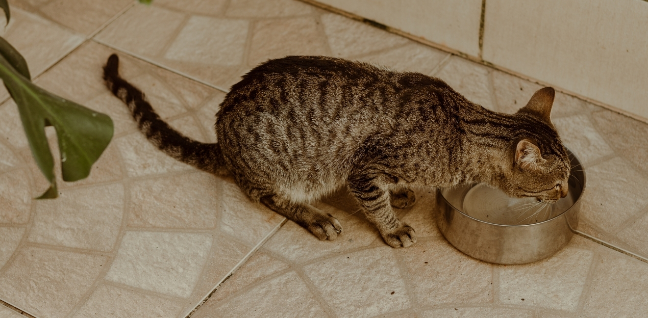 cat drinking water from a bowl