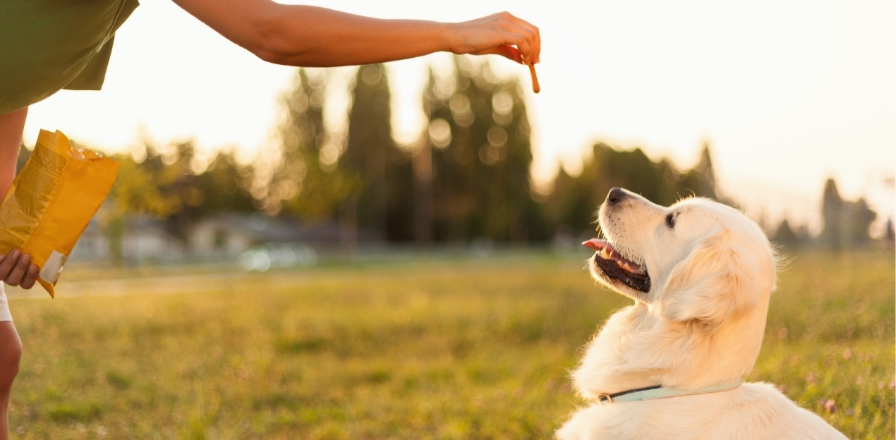 small rewards for the dog while training