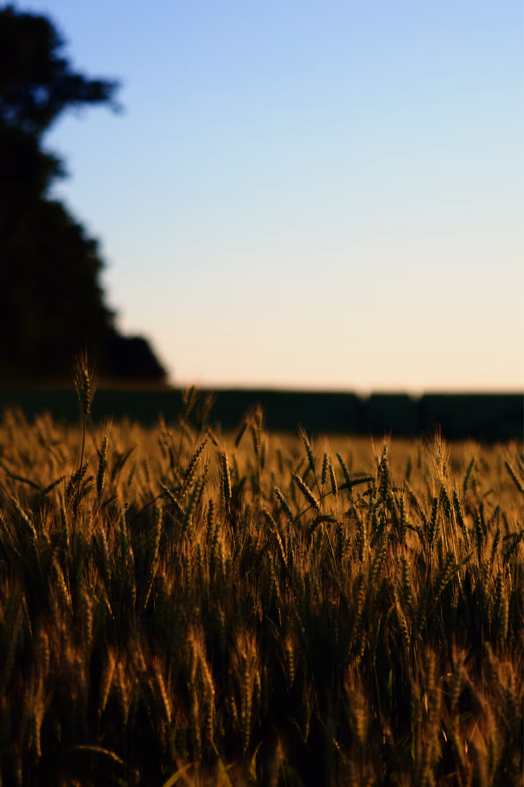 Sunset over rolling Kentucky farmland where Luminance sources its locally grown white corn, rye, and barley