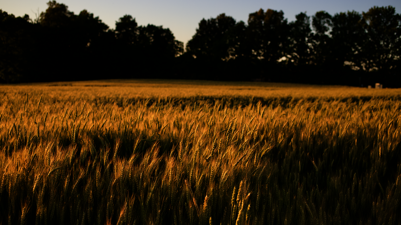 Golden wheat field at sunset on a Kentucky farm, where seasonal weather shapes the grain and the bourbon it becomes