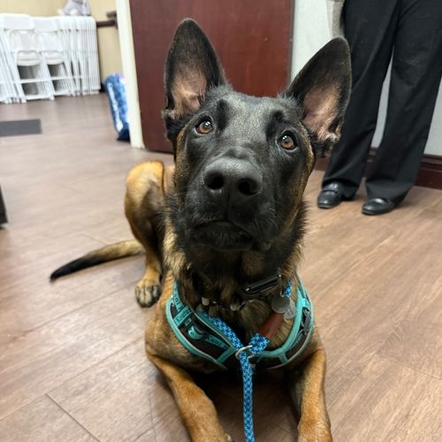 A German Shepard dog who assists in our Canine Therapy