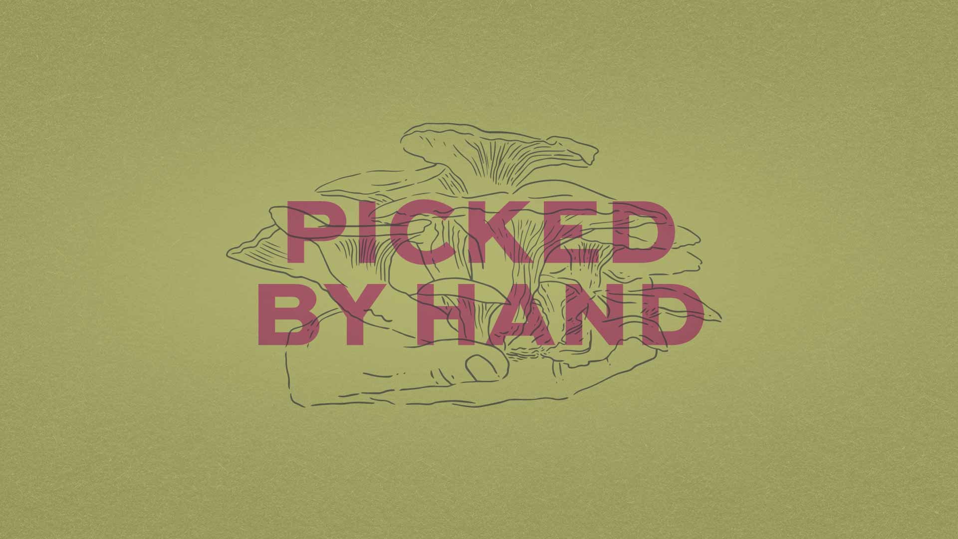 a typographic specimen that reads picked by hand. This is on top of an illustration of a mushroom in a hand