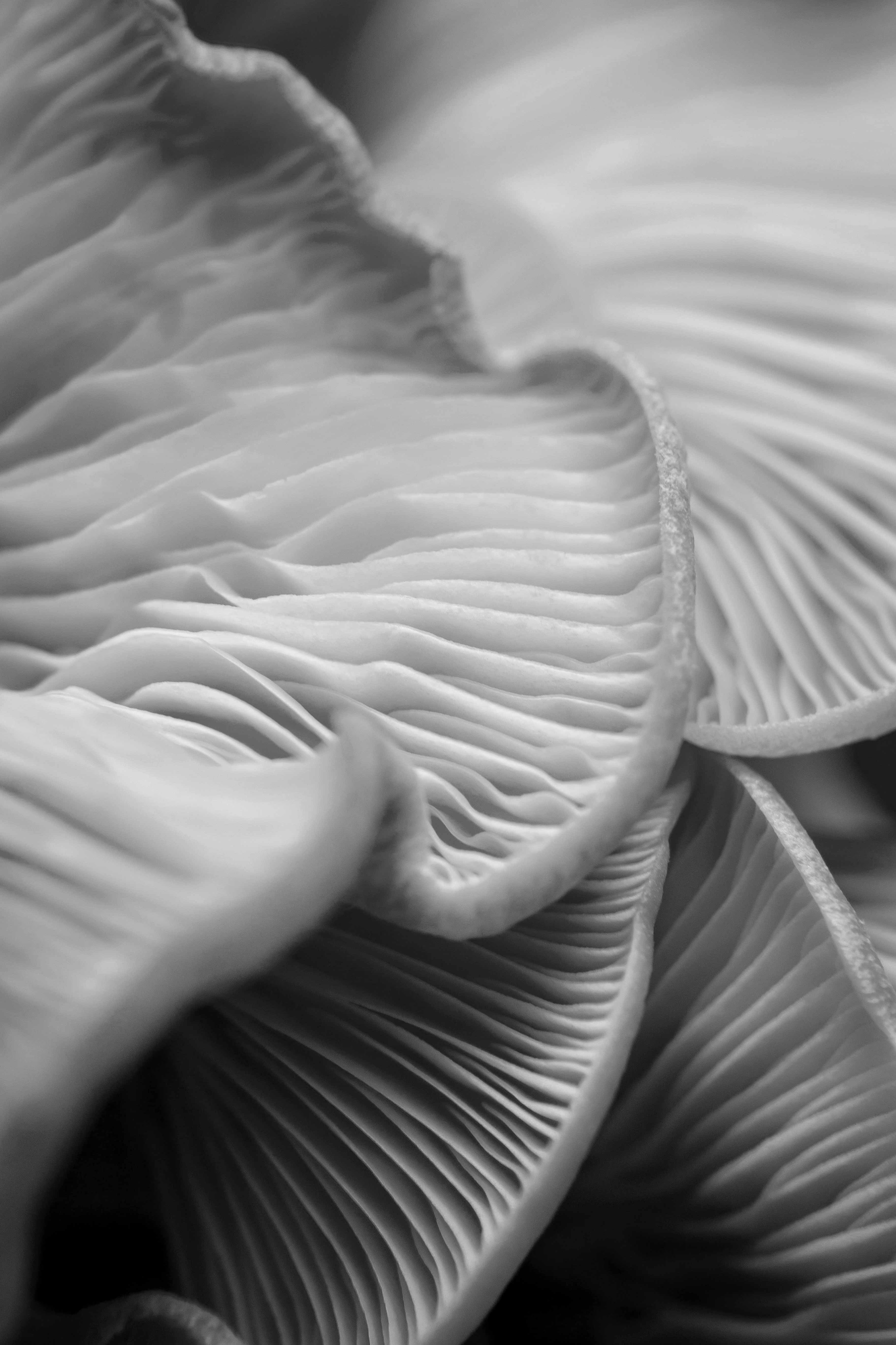 black and white photo of oyster mushrooms up close