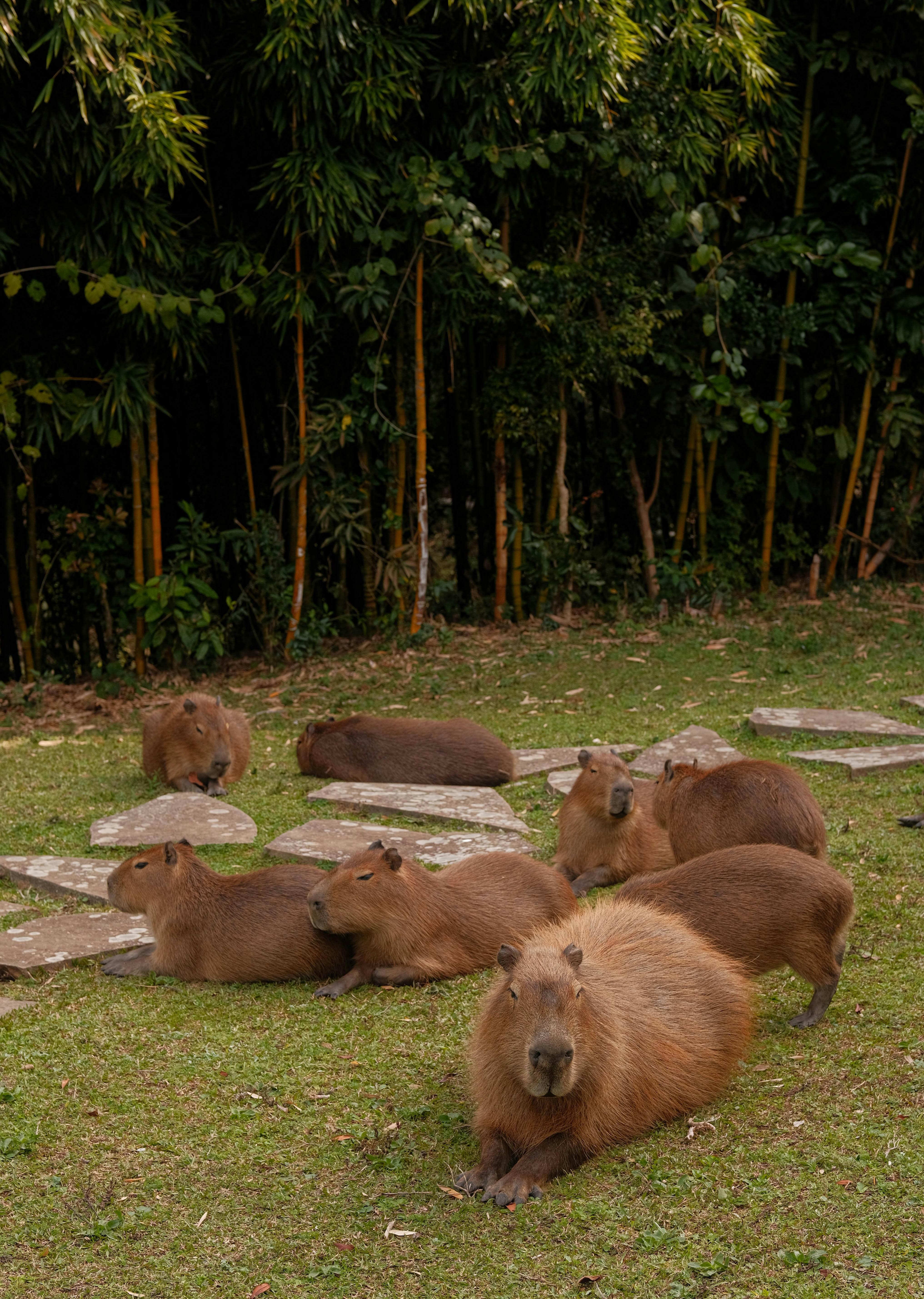 Can You Raise Animals on Akiya Land? (Chickens, Goats, etc.)