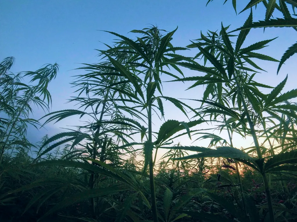 Cannabispflanzen vor dem Abendhimmel