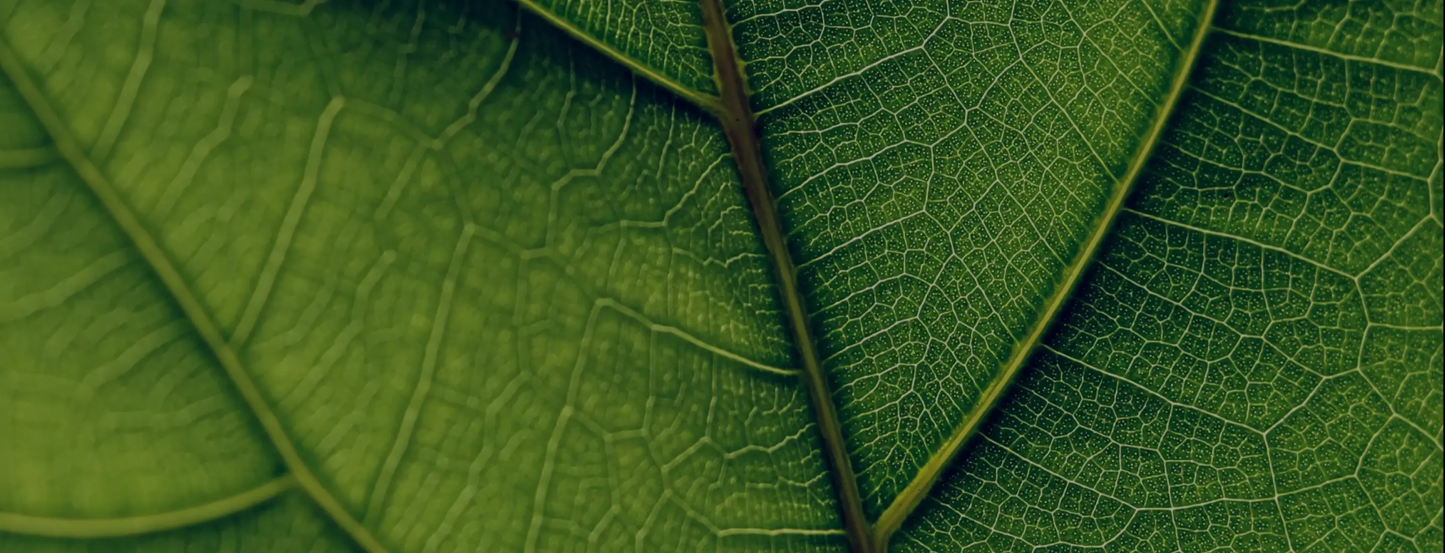 Cannabis als Medizin