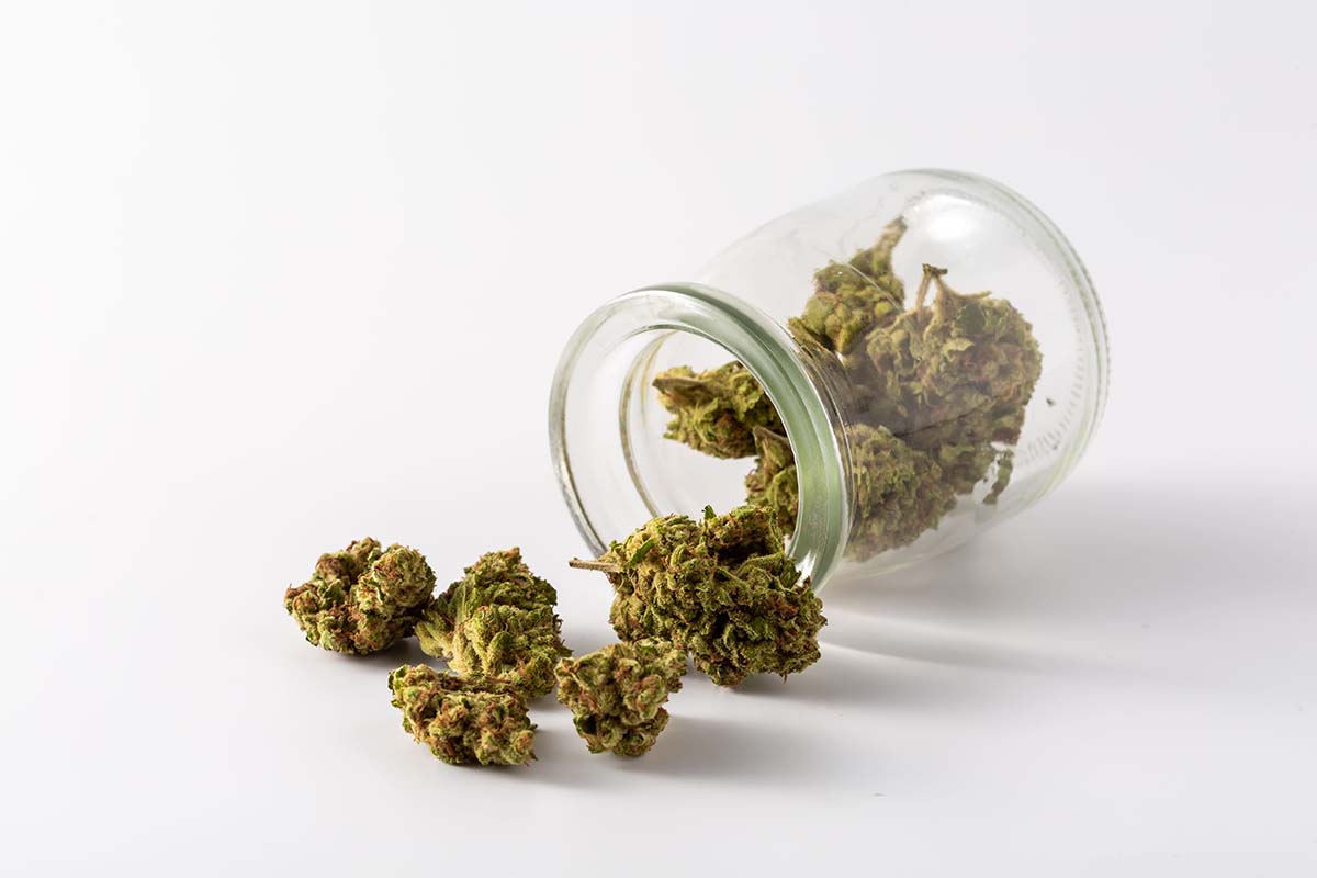 Die Cannabisblüte: Ein umfassender Einsteiger-Guide