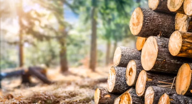 a pile of logs in the woods