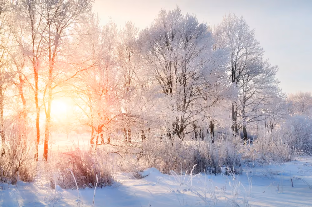 Sun shining through frost-covered trees and snow-covered ground in a winter forest scene.
