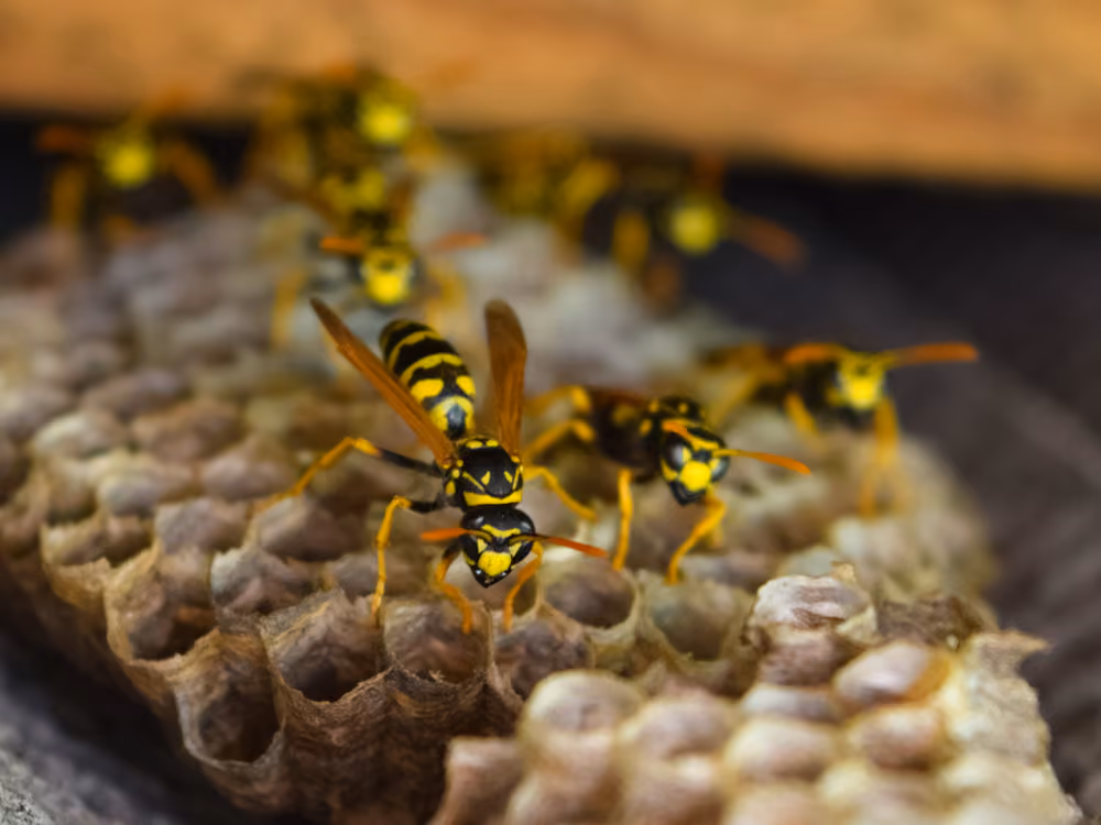 Close-up of yellow and black wasps on a honeycomb nest with hexagonal cells.