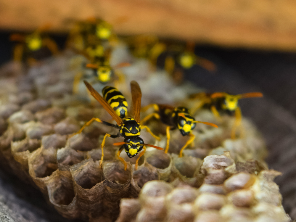 Close-up of yellow and black wasps on a honeycomb nest with hexagonal cells.