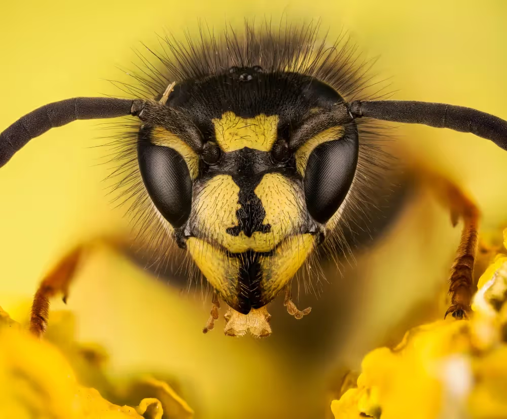 Close-up of a wasp's face showing compound eyes, antennae, and yellow-black patterned head.