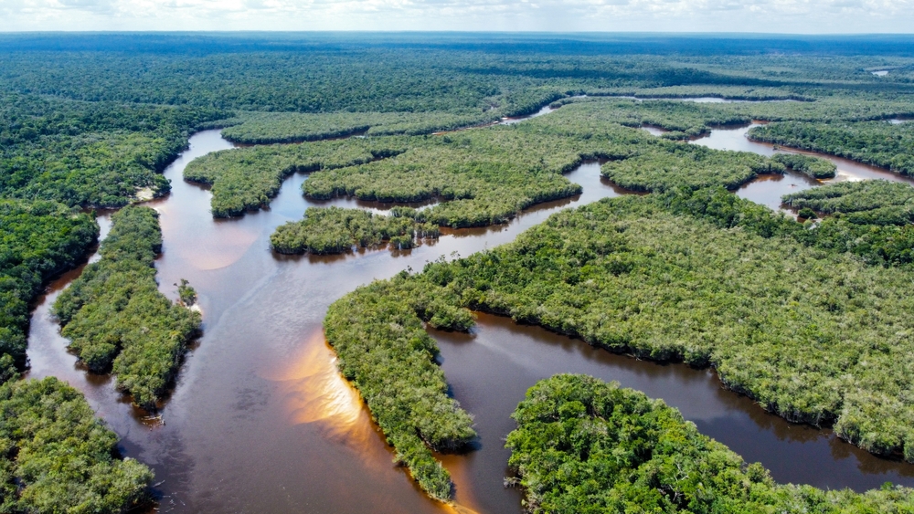 Aerial view of rainforest river