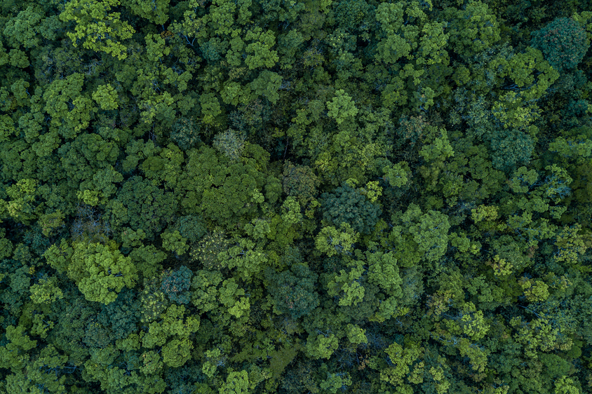 Lush green rainforest