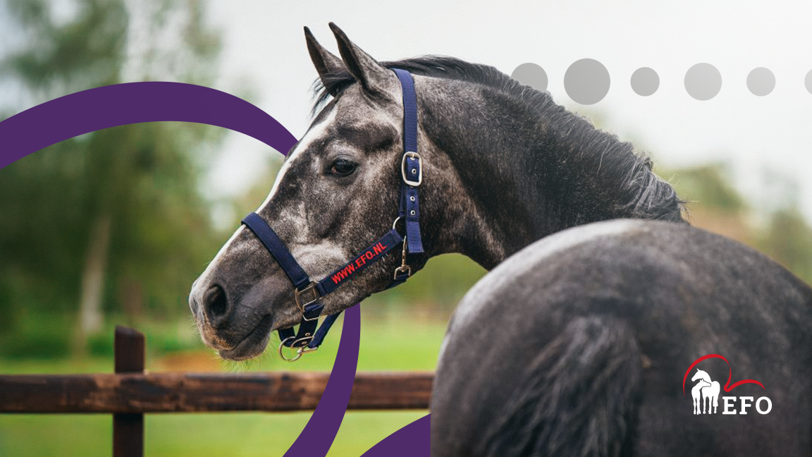 EFO Paardenverzekering