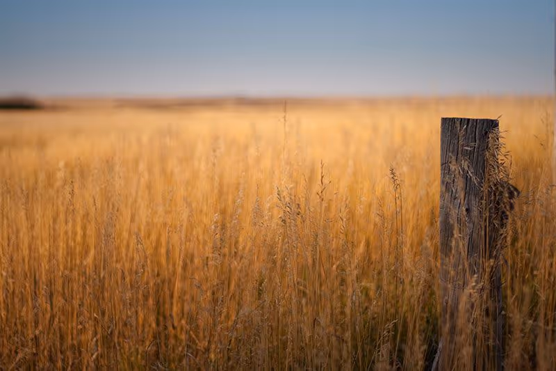 wheat field photography by Jim Taylor