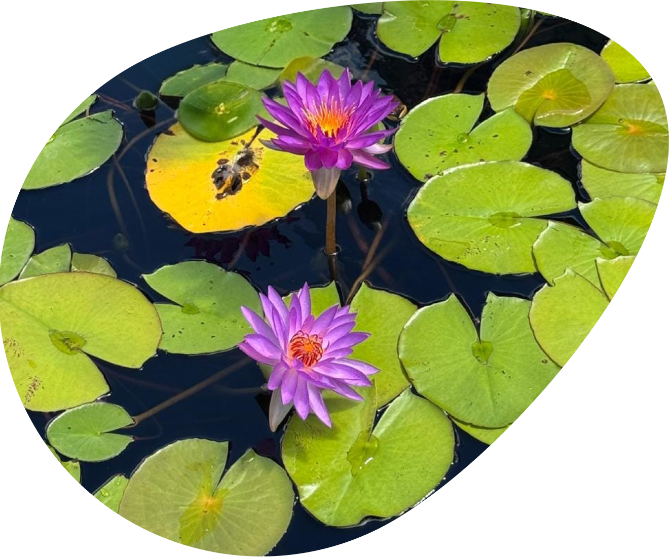 Water lilies on a dark pond, framed in an organic lens shape