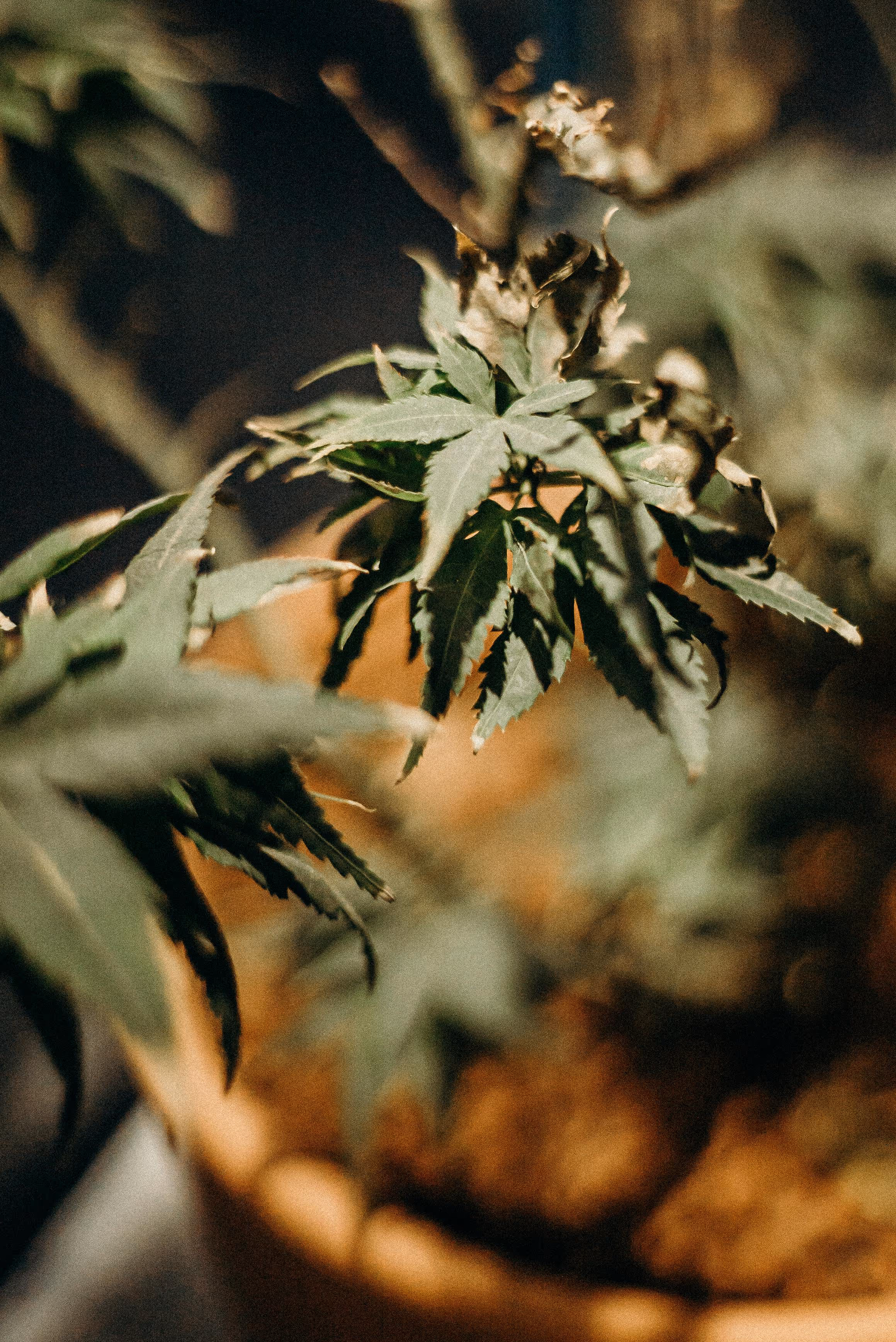 Cannabis Edibles