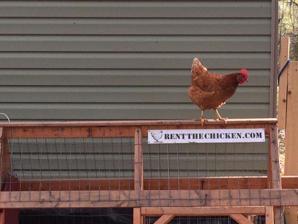 a chicken being rented