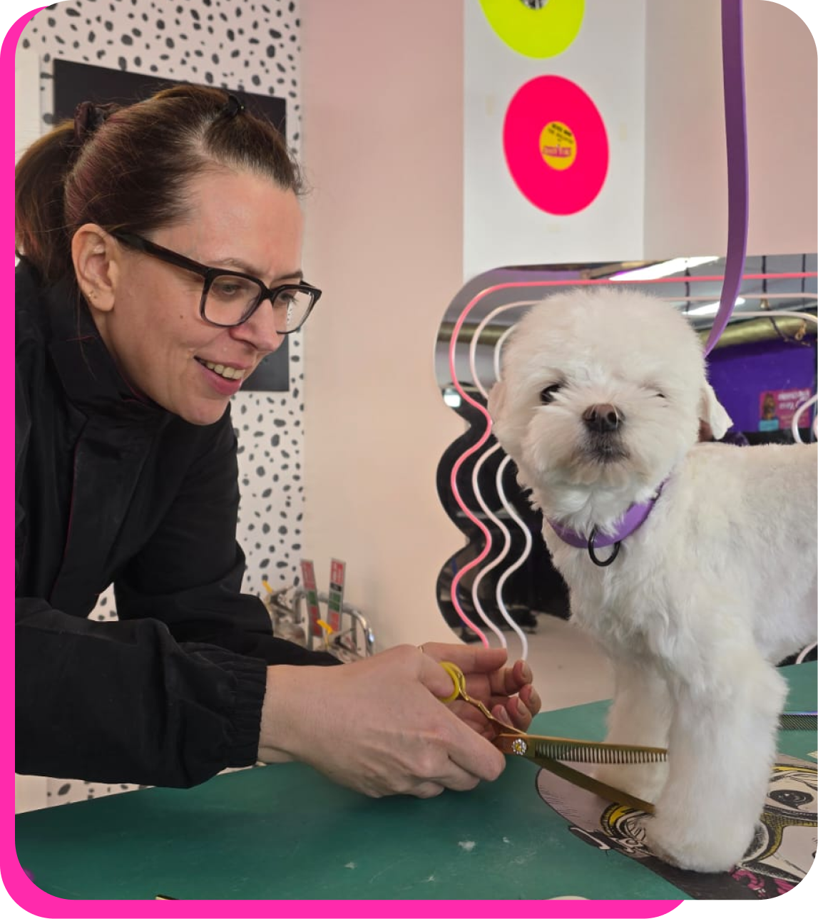 "A student on the AIM Level 3 Fast-Track Qualification scissoring a small white dog on a grooming table at The Crazy Dog Ladies Grooming Academy salon in St Neots, Cambridgeshire.