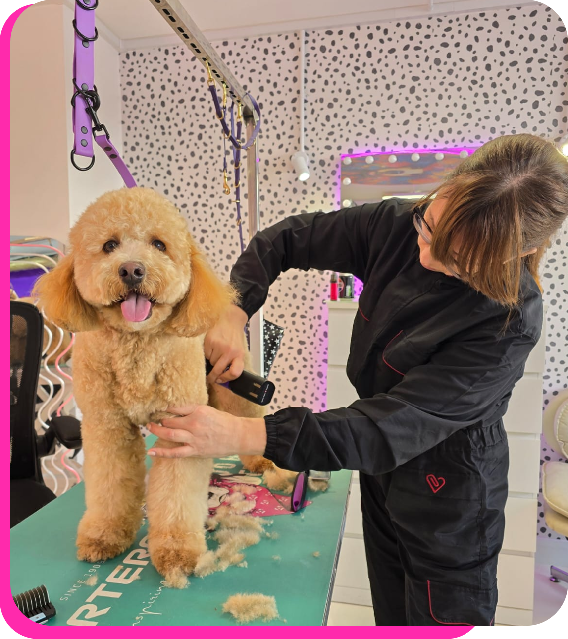 A student on the Professional Dog Grooming Academy Diploma clipping an apricot doodle-type dog on a grooming table at The Crazy Dog Ladies Grooming Academy salon in St Neots, Cambridgeshire.