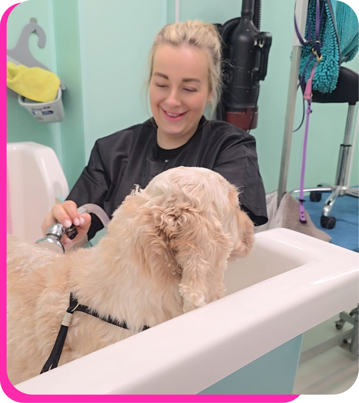 A student on the Bathing & Prep module of the Introduction to Dog Grooming Academy Diploma bathing a fluffy cream doodle-type dog in a professional grooming bath at The Crazy Dog Ladies Grooming Academy.