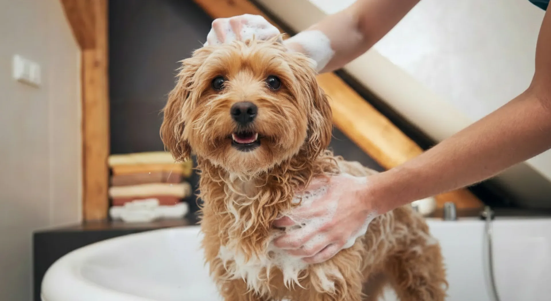 A lathered brown dog being bathed in a bathroom home setting 