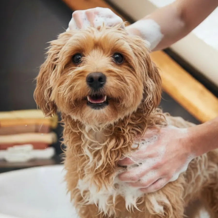 A lathered brown dog being bathed in a bathroom home setting 