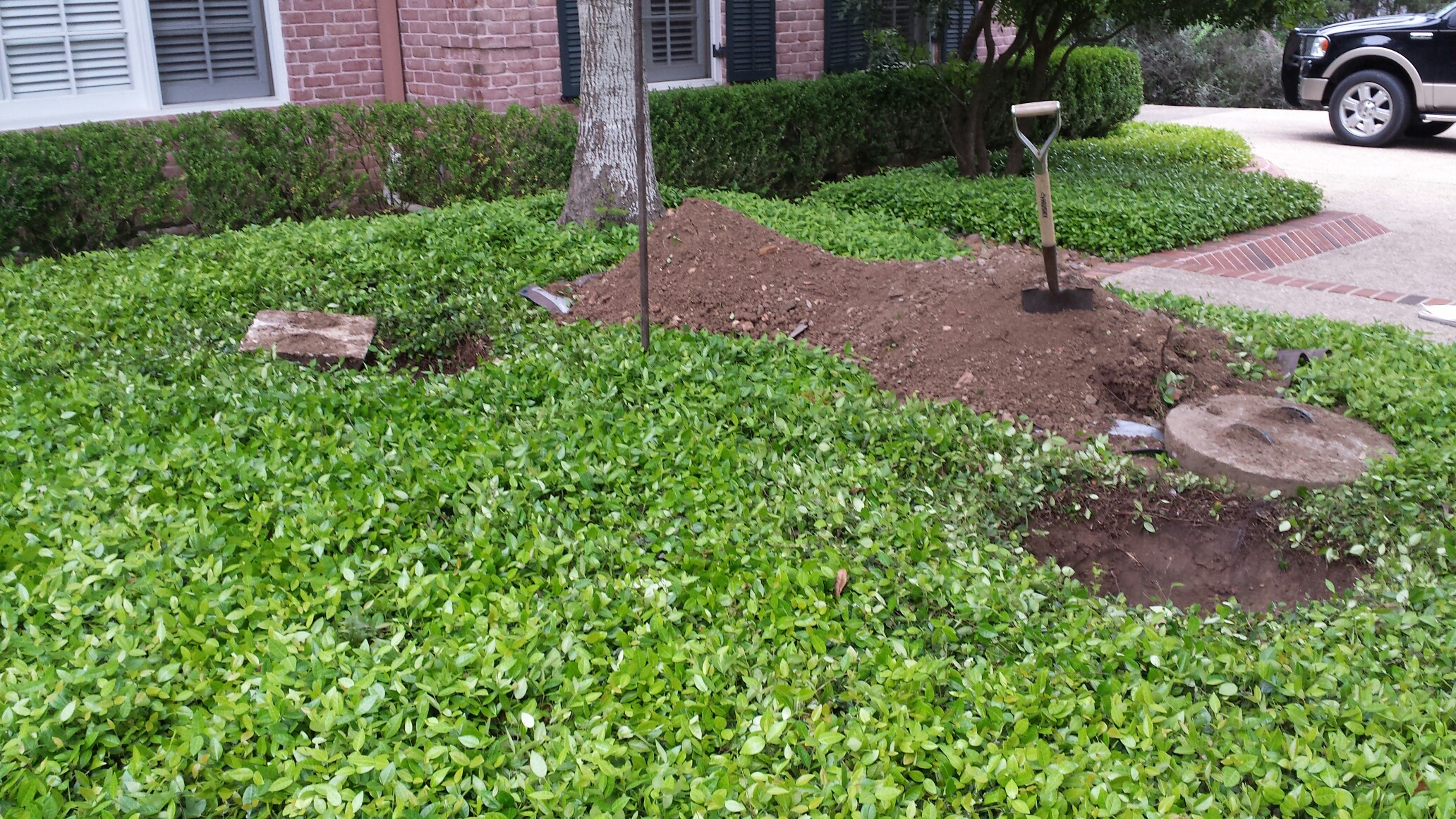 Best Ground Cover Plants for San Antonio Drainfields