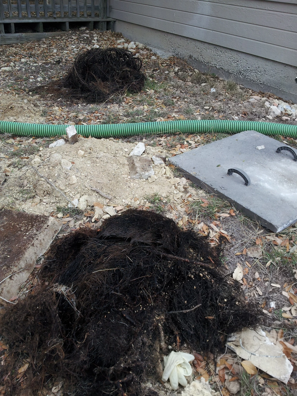 A pile of tangled tree roots on dirt ground near a green hose and a concrete slab. 