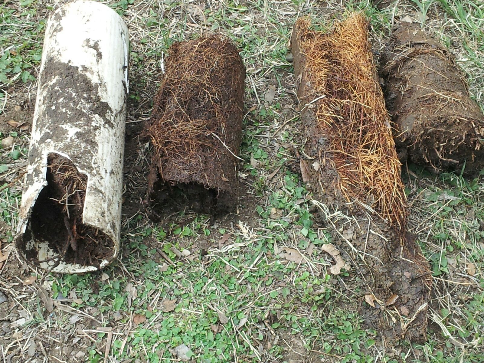 Four clogged drain pipes are shown on grass, filled with dense, brown roots.