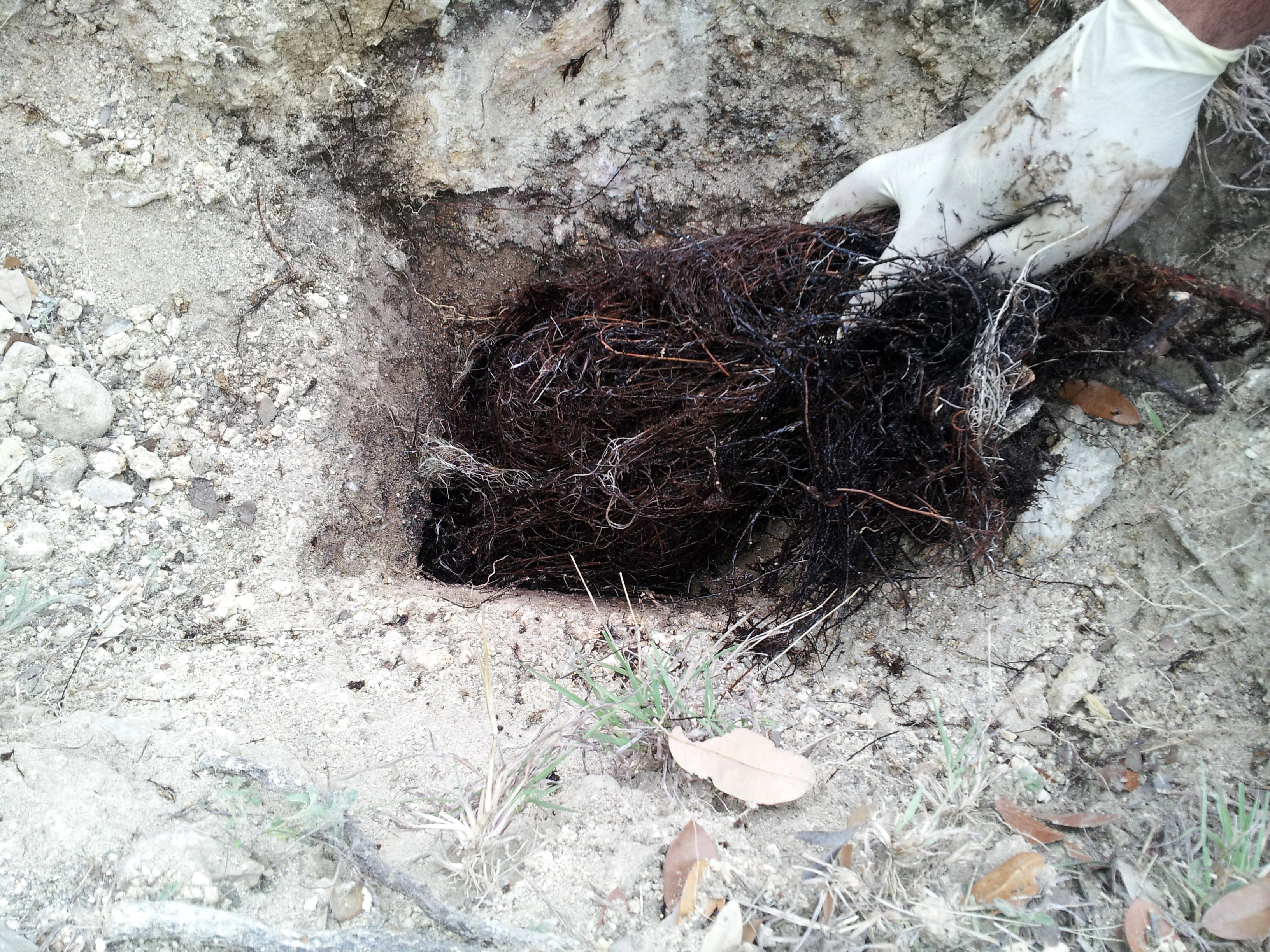 A gloved hand is seen pulling tangled roots from a small, sandy hole in the ground.