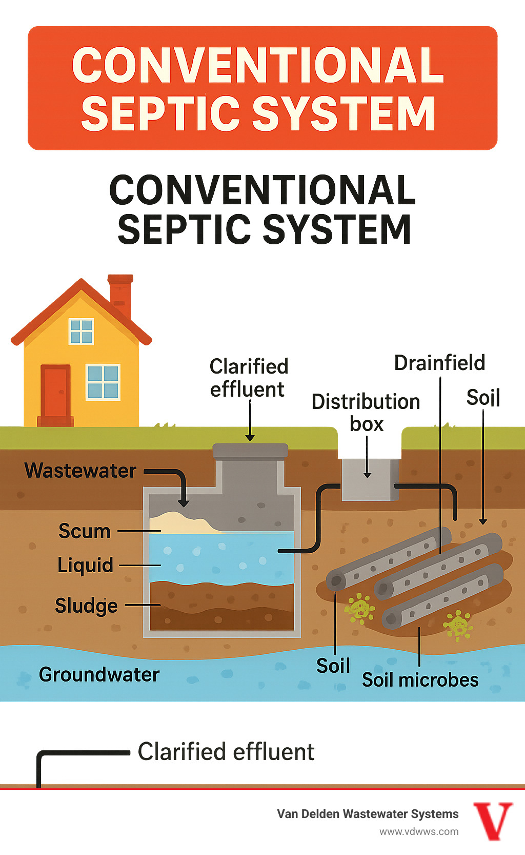 Infographic showing the complete wastewater treatment process in a conventional septic system: wastewater flows from house into septic tank where solids separate into three layers (scum on top, liquid in middle, sludge at bottom), then clarified effluent moves to distribution box and disperses through perforated pipes in gravel-filled drainfield trenches where soil microbes provide final treatment before water reaches groundwater - conventional septic system infographic 