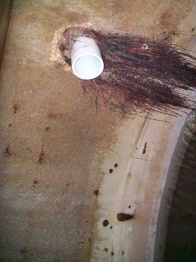 Expert Root Intrusion Repair in Fair Oaks Ranch, TX: Protecting Your Plumbing