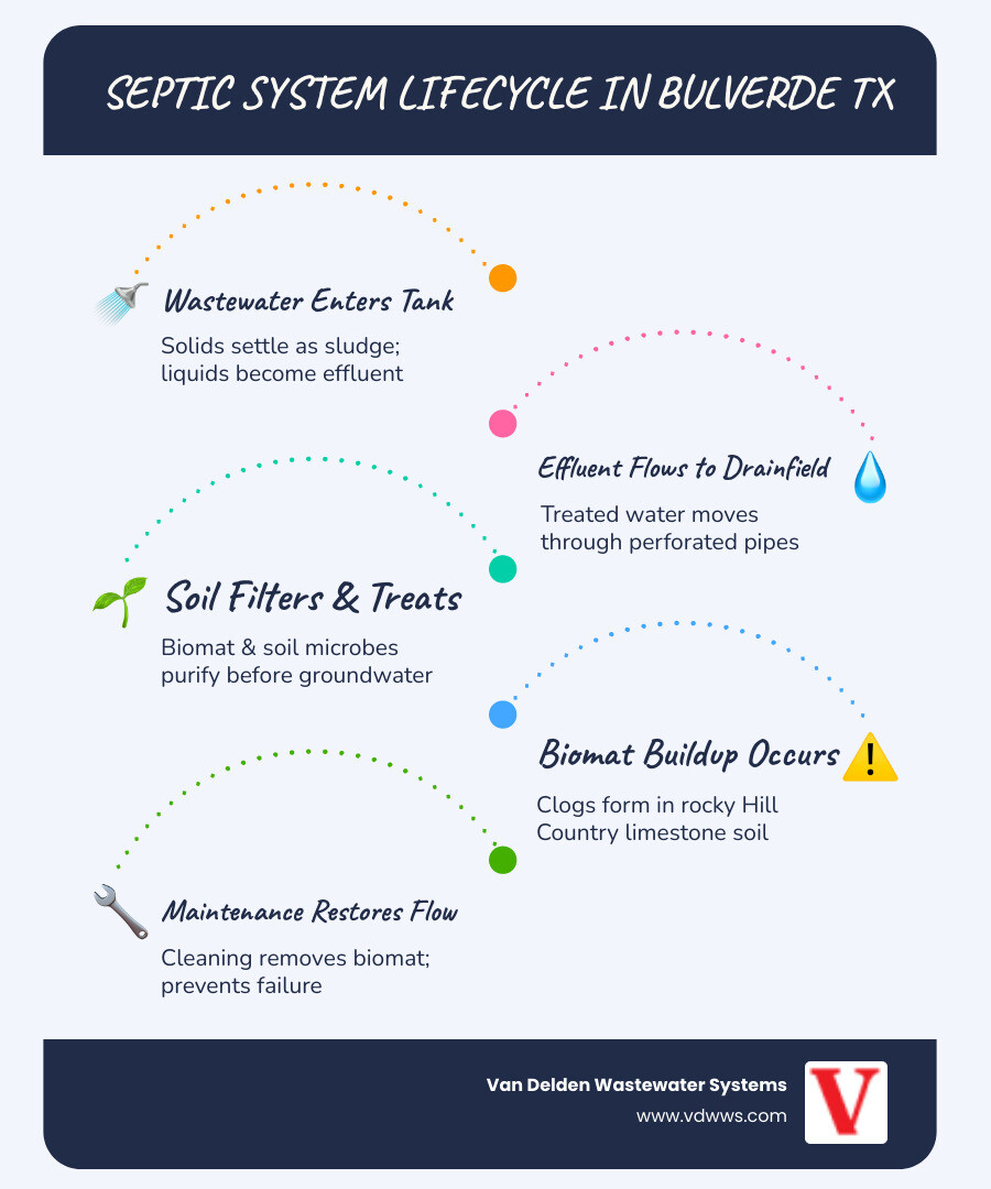 Infographic showing the septic system lifecycle from tank to drainfield with warning signs and maintenance schedule for