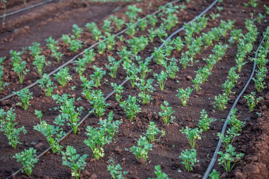 Drip Irrigation Vs Conventional Cost Comparison: 2026 Smart Guide