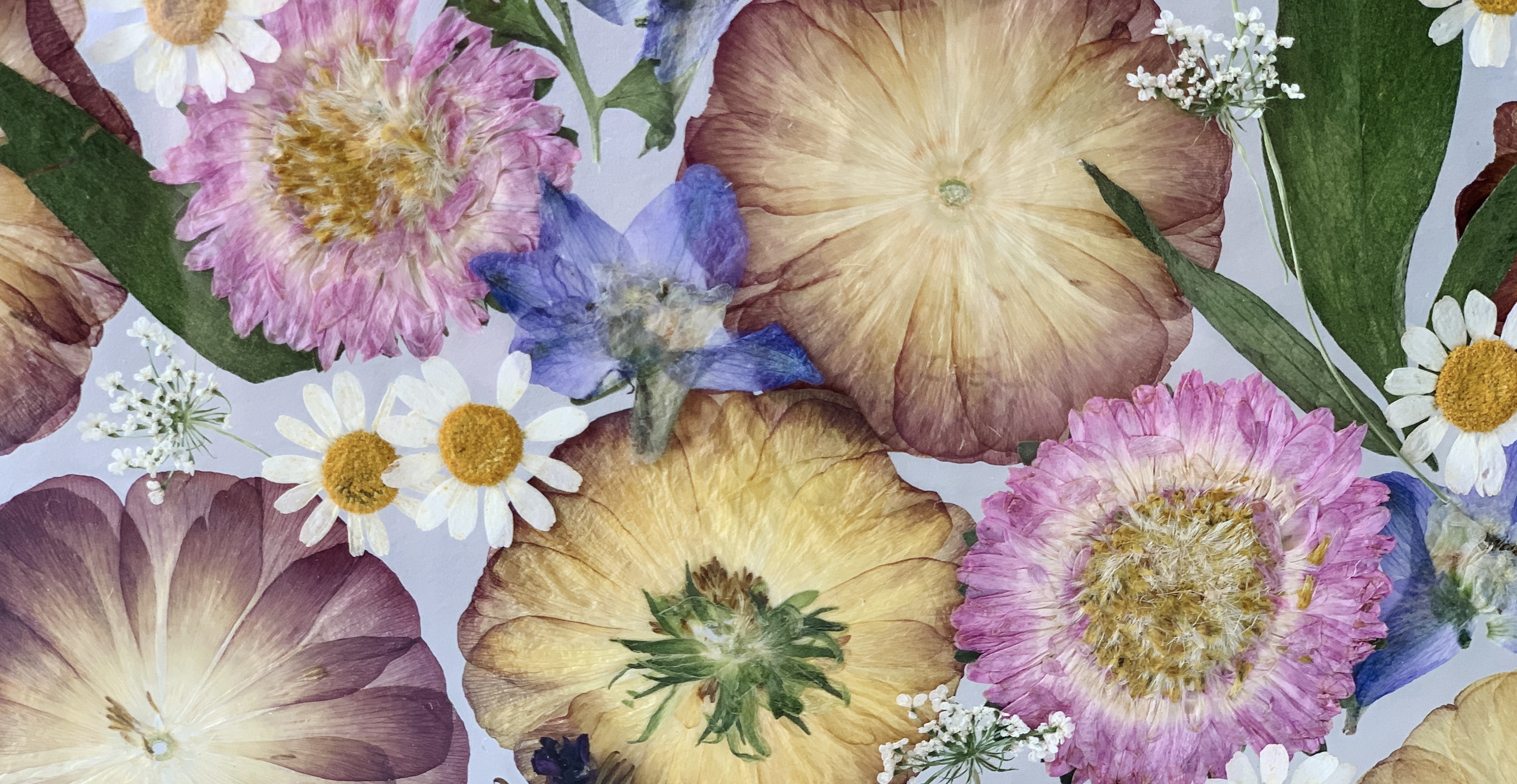 Pressed flowers including pink, yellow, blue, and white daisies arranged on a light background.