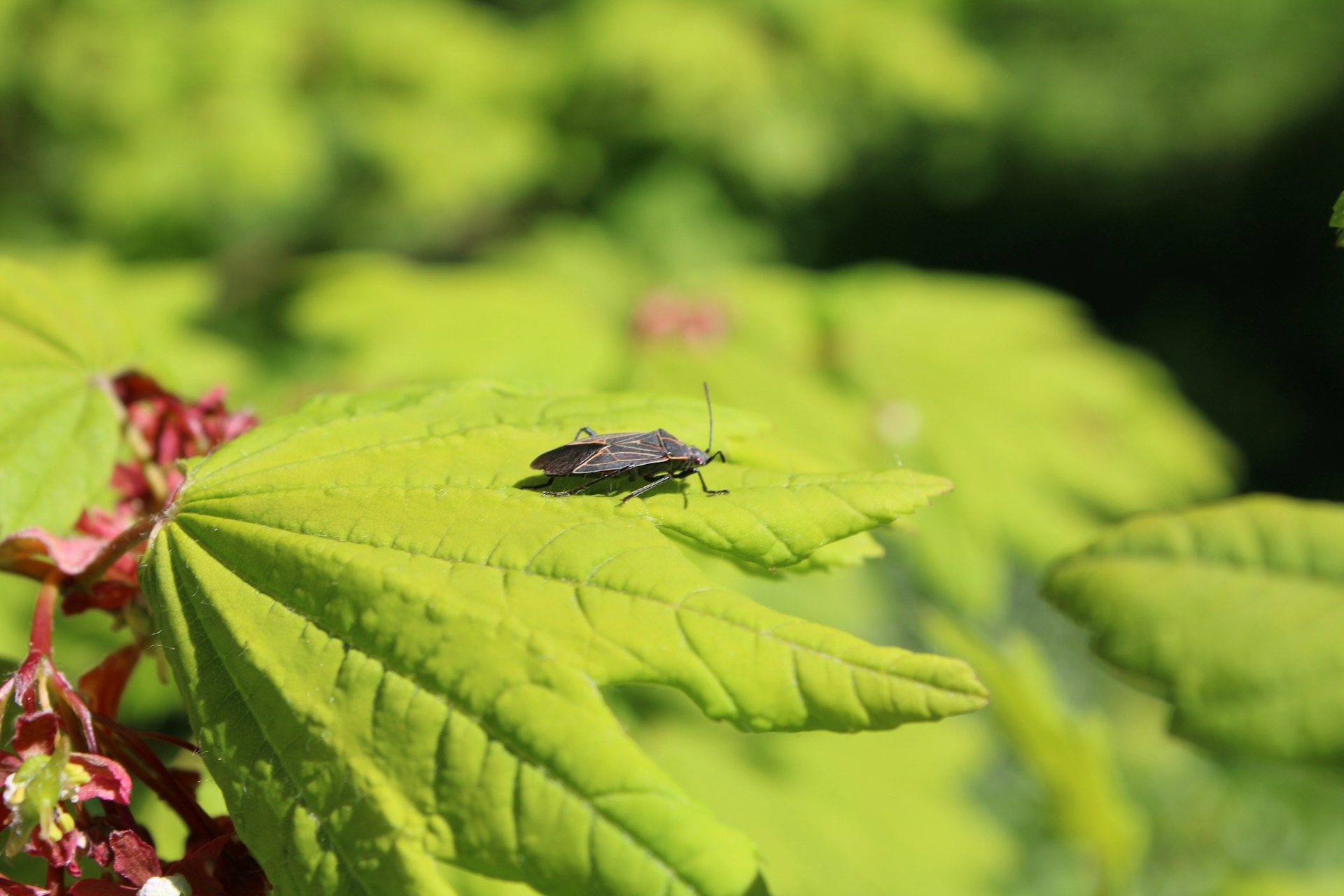 how to get rid of boxelder bugs