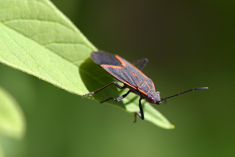 prevent boxelder bugs