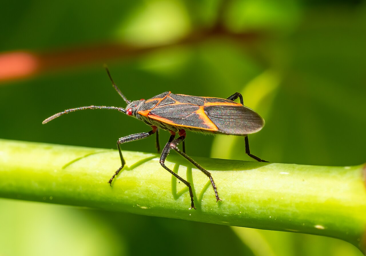 prevent boxelder bugs indoors