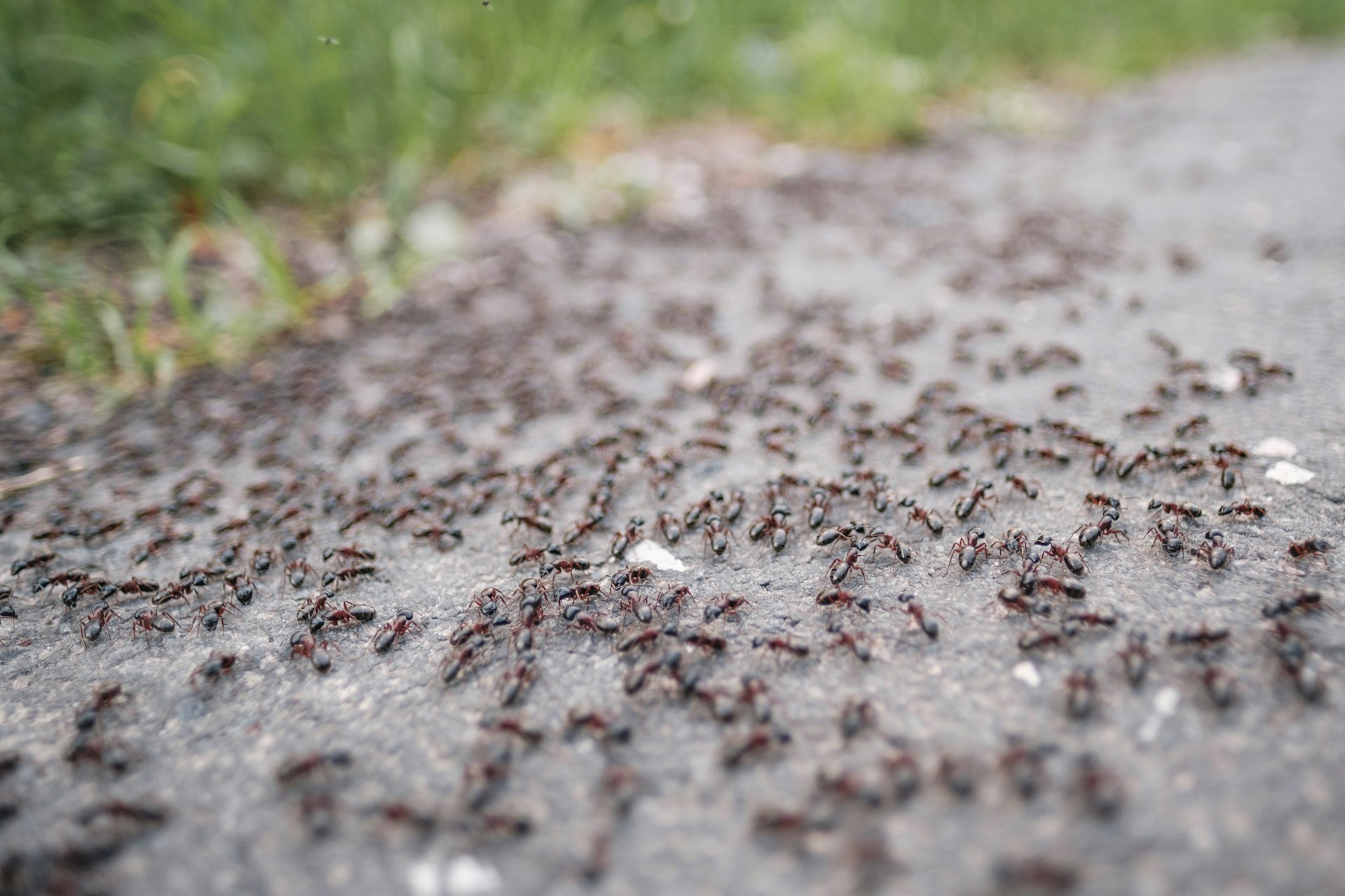 how to get rid of ants