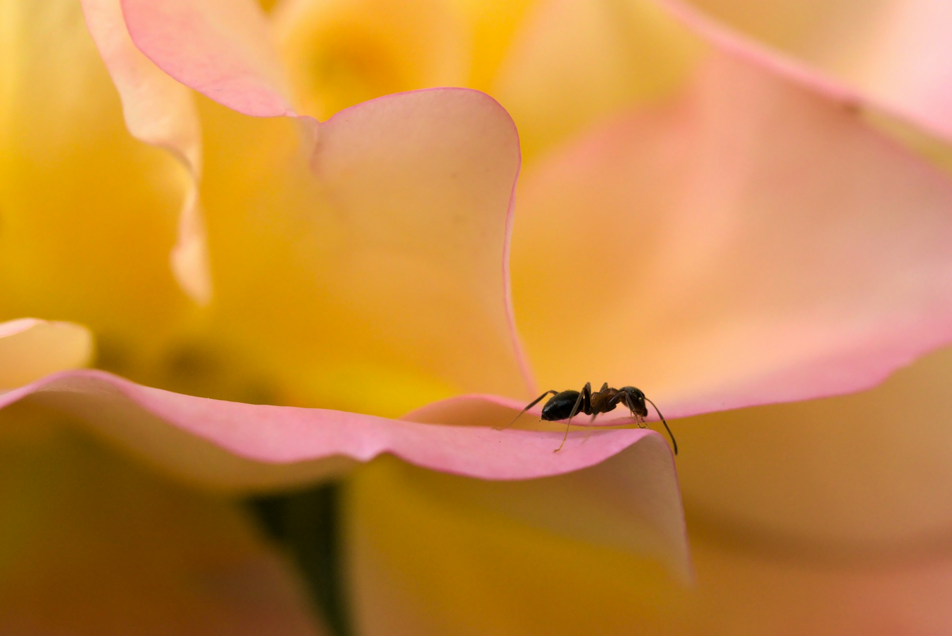 ant control