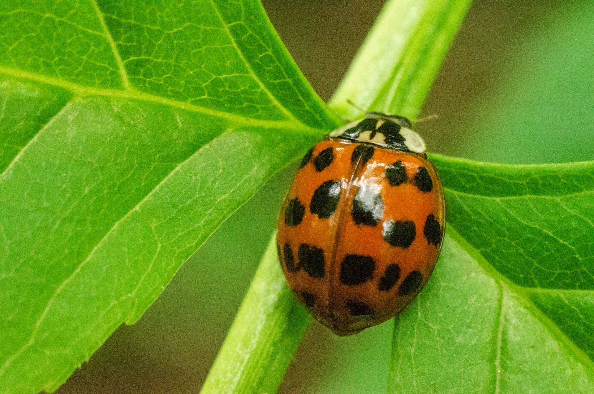 how to get rid of asian lady beetles