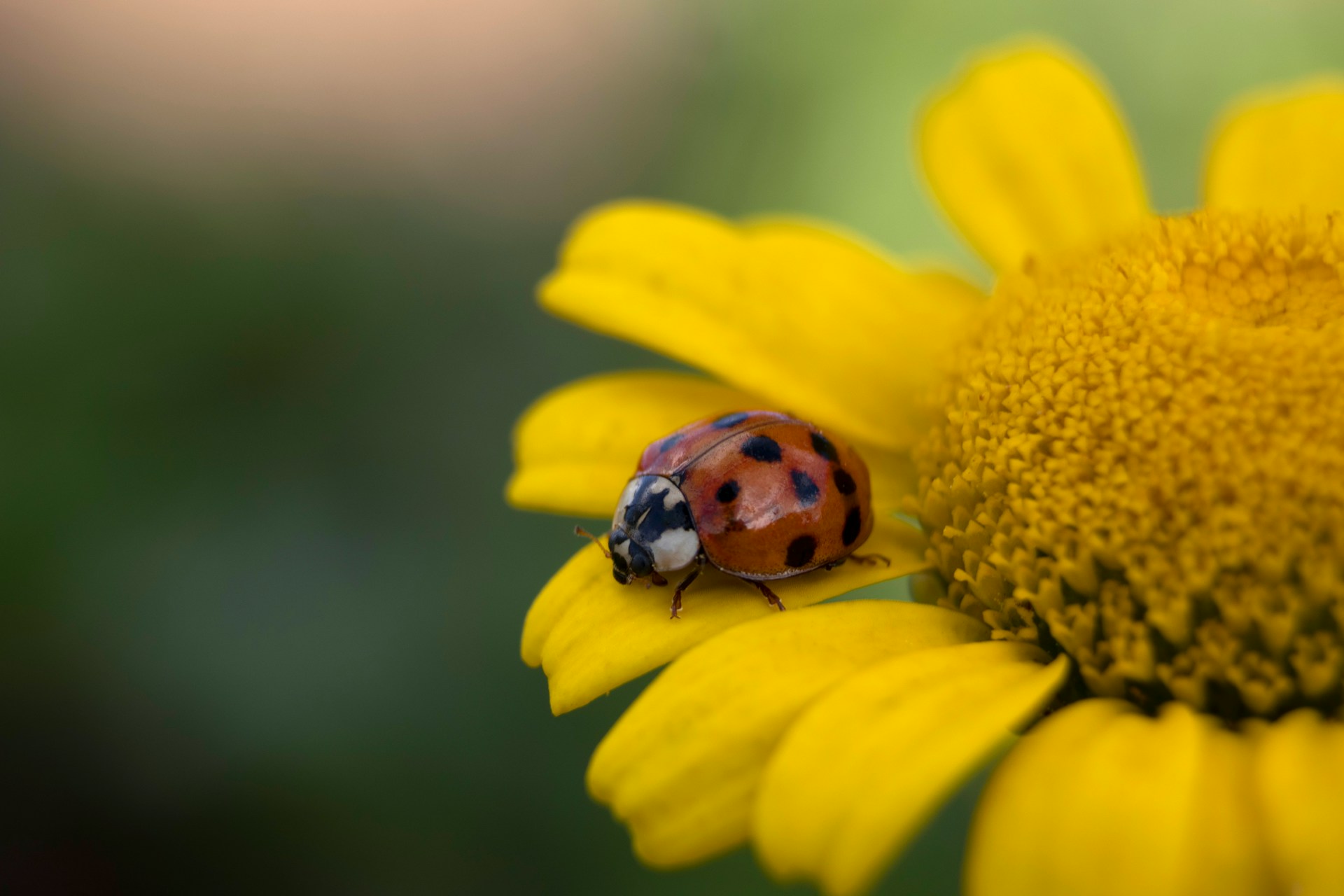 asian lady beetle