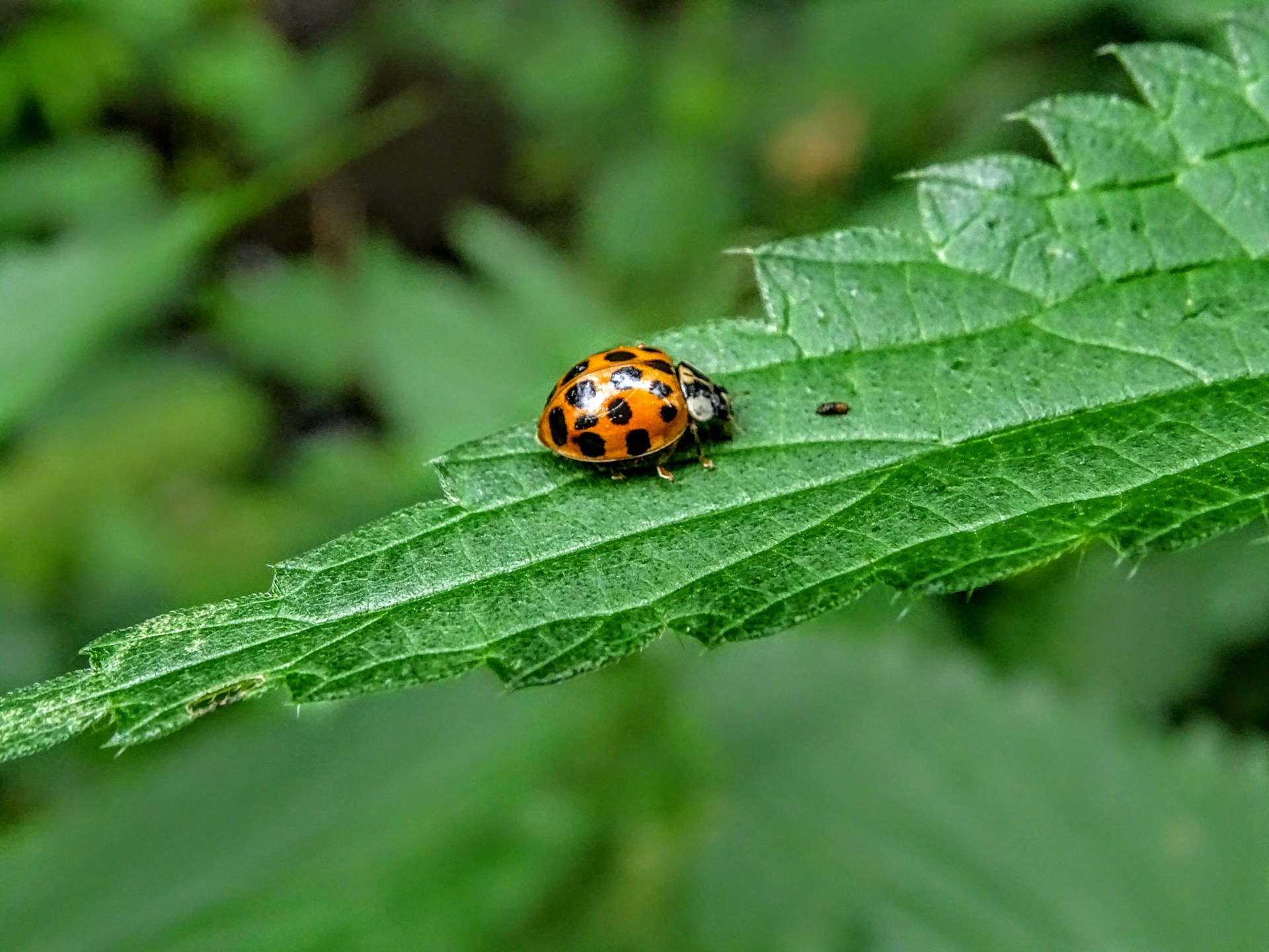 adult asian lady beetle