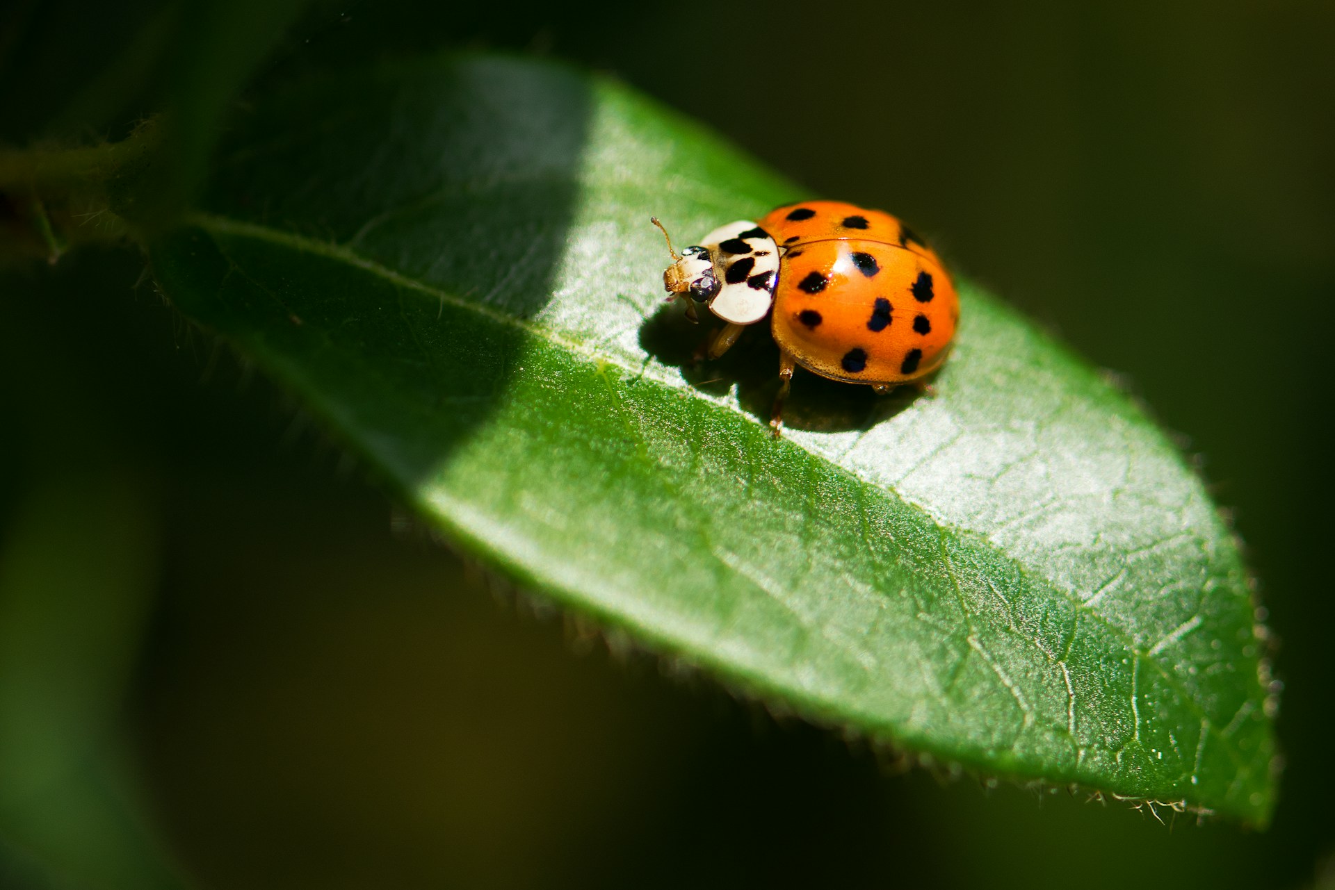 lady beetle