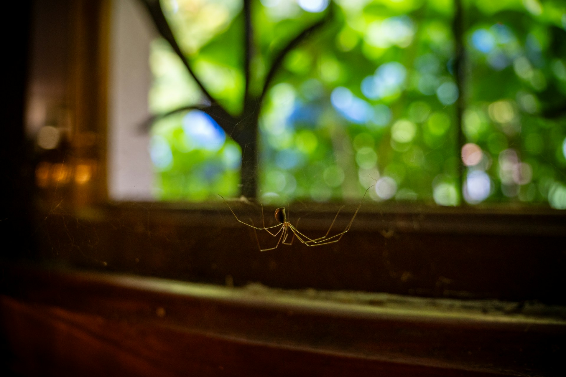 poisonous spiders in Ontario
